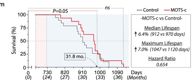 Lifespan curve; P = 0.05 until 31.8 months of age. Overall curve trended towards increased median and maximum lifespan (P = 0.23). Data expressed as mean ± SEM. Log-rank (Mantel–Cox) test was used 